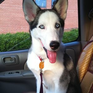 Meet your Posher, Julia